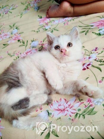Parsian Kitty