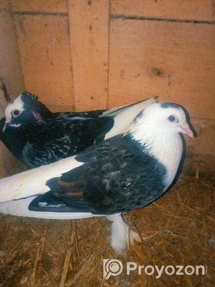 কবুতর বিক্রয় হবে।