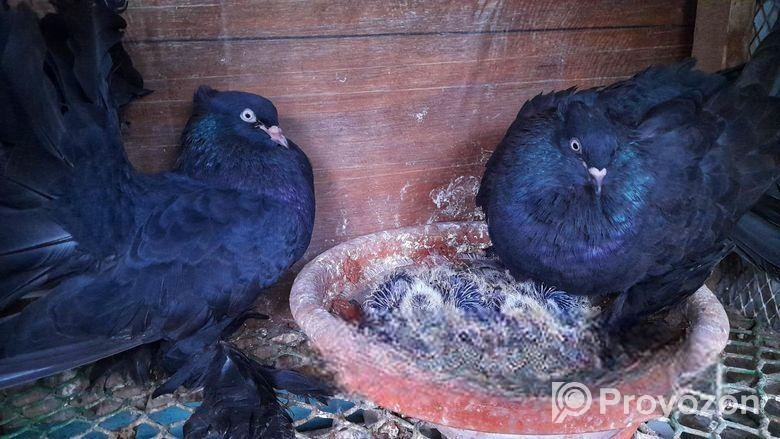 কালো ময়ুর পংখী বেবি সহ