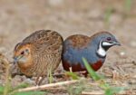 King Quail Running Pair