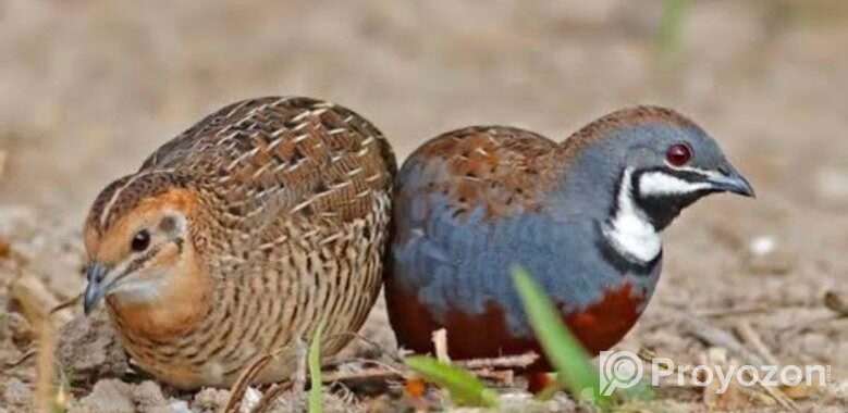 King Quail Running Pair