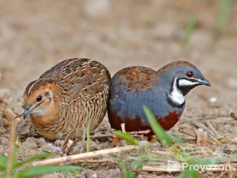 King Quail Running Pair
