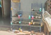 Cage for sale