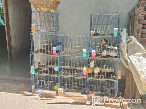 Cage for sale