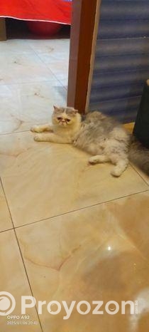 পিওর পার্সিয়ান