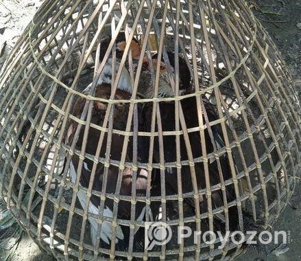 চিনা হাস বিক্রি করা হবে
