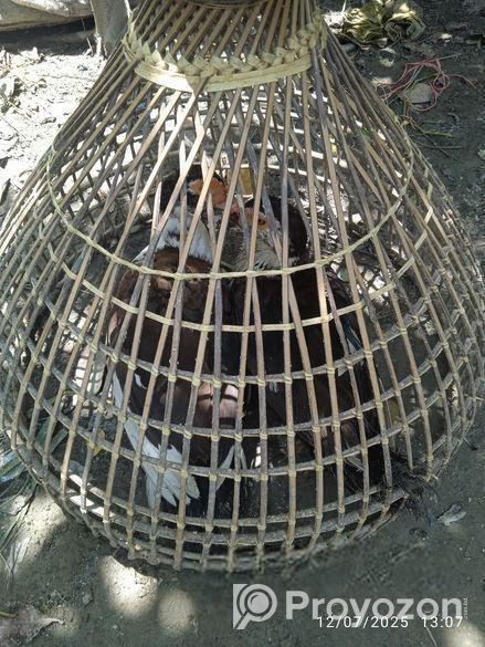 চিনা হাস বিক্রি করা হবে