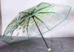 Transparent Umbrella