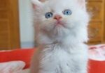 Persian Cat