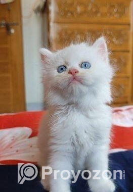 Persian Cat