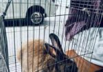 Mix Breed Ginger Rabbit