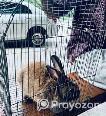 Mix Breed Ginger Rabbit