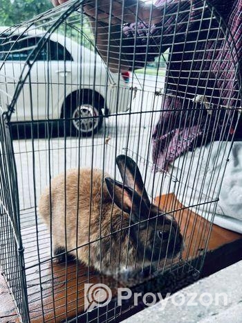 Mix Breed Ginger Rabbit