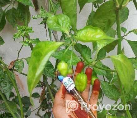 অর্গানিক মেহেদী