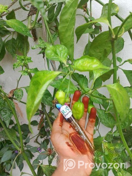 অর্গানিক মেহেদী