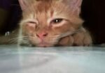 Cream Persian