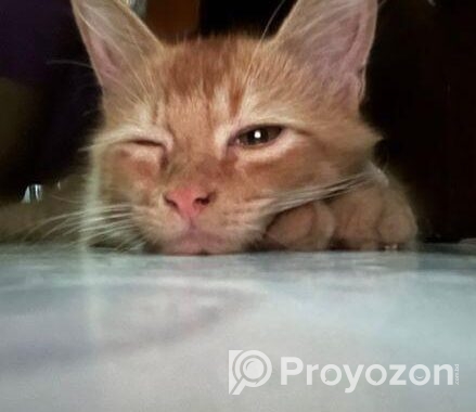 Cream Persian
