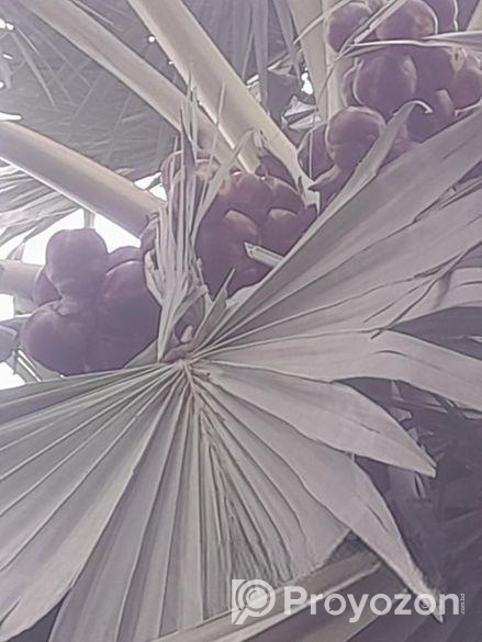 তালের শাঁস