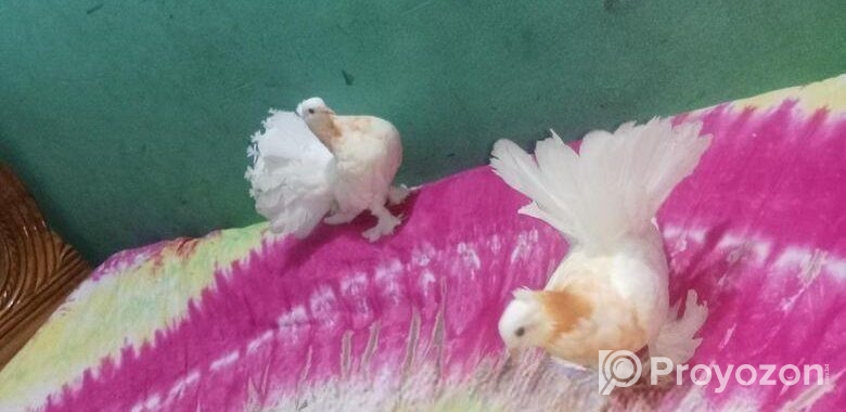 লক্ষা কবুতর এই দুই জোড়া বিক্রি হবে
