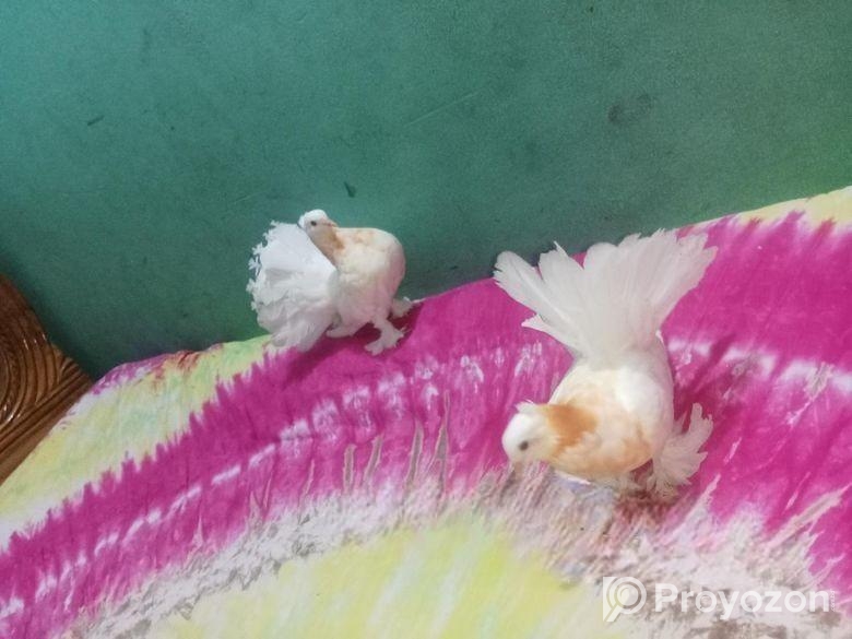 লক্ষা কবুতর এই দুই জোড়া বিক্রি হবে