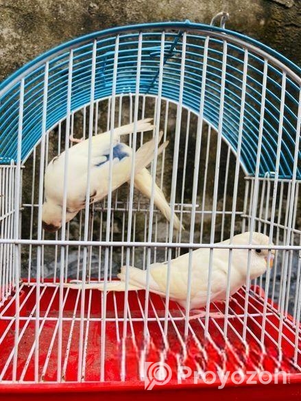 Pakhi Gula Sell Kora Hobe