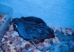 King Quail Running Pair