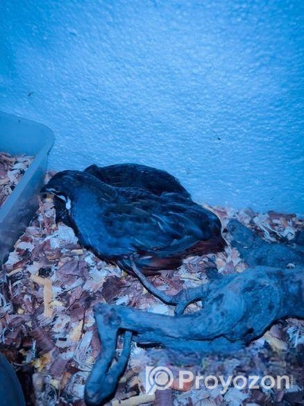 King Quail Running Pair