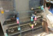 Cage for sale