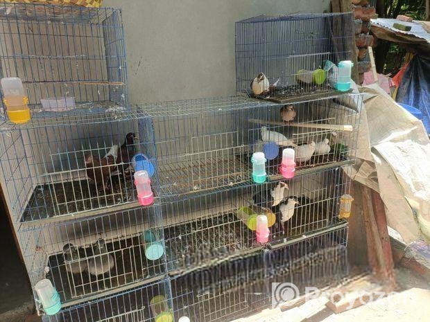 Cage for sale
