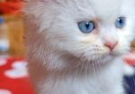 Persian Cat