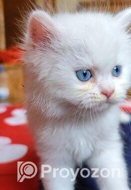 Persian Cat