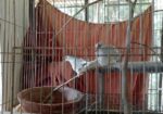 Love Bird & Diamond Dove For Sale