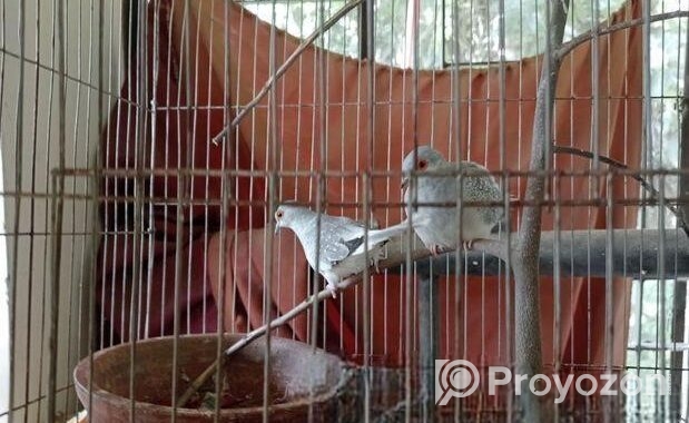 Love Bird & Diamond Dove For Sale