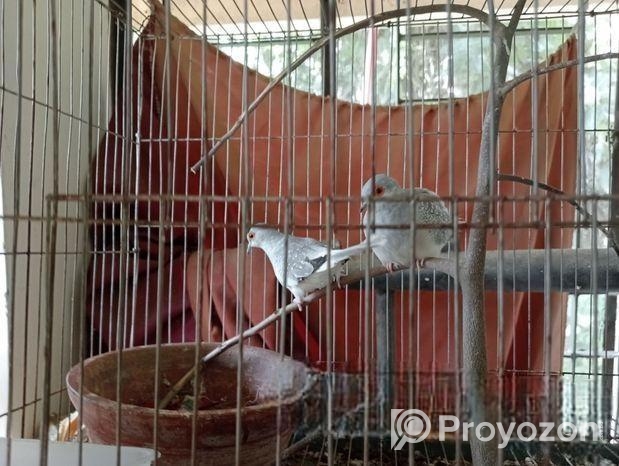 Love Bird & Diamond Dove For Sale