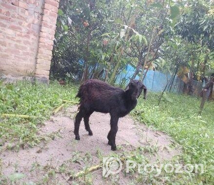 খাশি বিক্রি হবে