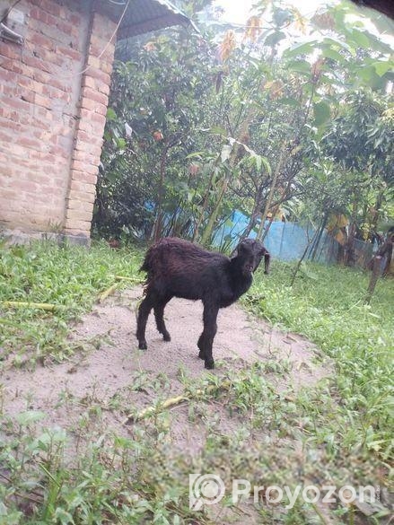 খাশি বিক্রি হবে