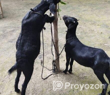 ১ জোরা খাসি ছাগল বিক্রয় করা হবে