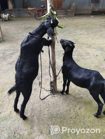 ১ জোরা খাসি ছাগল বিক্রয় করা হবে