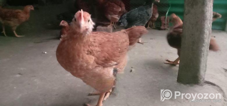 টাইগার মুরগি বিক্রয় করা হবে