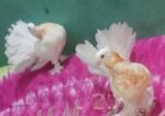 লক্ষা কবুতর এই দুই জোড়া বিক্রি হবে