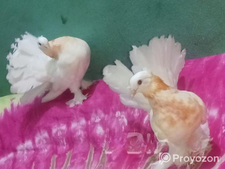 লক্ষা কবুতর এই দুই জোড়া বিক্রি হবে