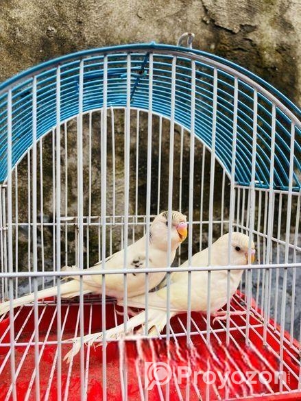 Pakhi Gula Sell Kora Hobe