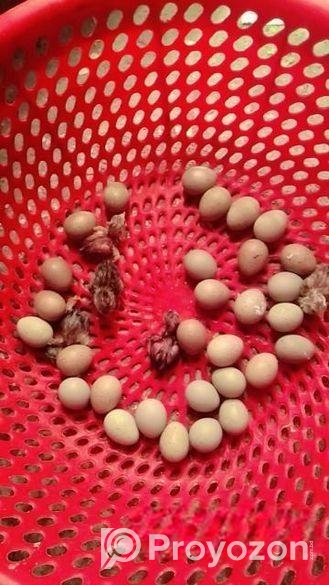 তিতির মুরগি ও কিং কোয়েলের বাচ্চা এবং বিজ ডিম বিক্র