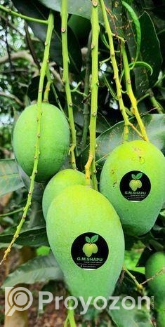 পানির দামে খাগড়াছড়ির প্রিমিয়াম কোয়ালিটির রুপালি আম বিক্রয়