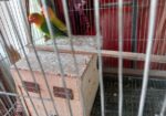 Love Bird & Diamond Dove For Sale