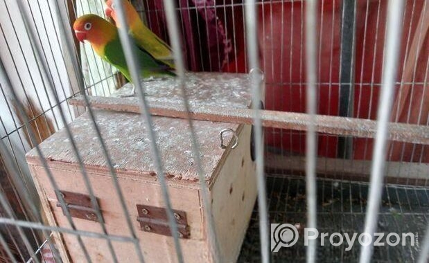 Love Bird & Diamond Dove For Sale