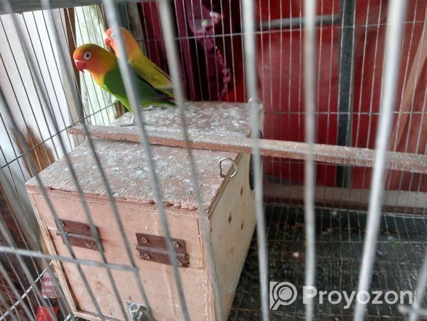 Love Bird & Diamond Dove For Sale