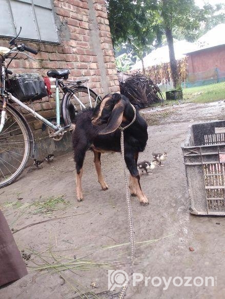 খাশি বিক্রি হবে