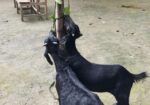 ১ জোরা খাসি ছাগল বিক্রয় করা হবে
