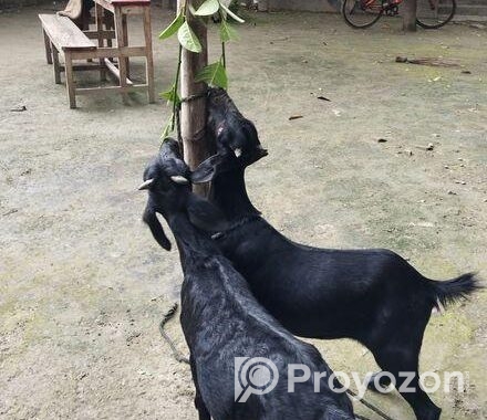 ১ জোরা খাসি ছাগল বিক্রয় করা হবে